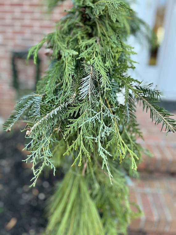 Close-up of fresh cedar, fir and pine garland