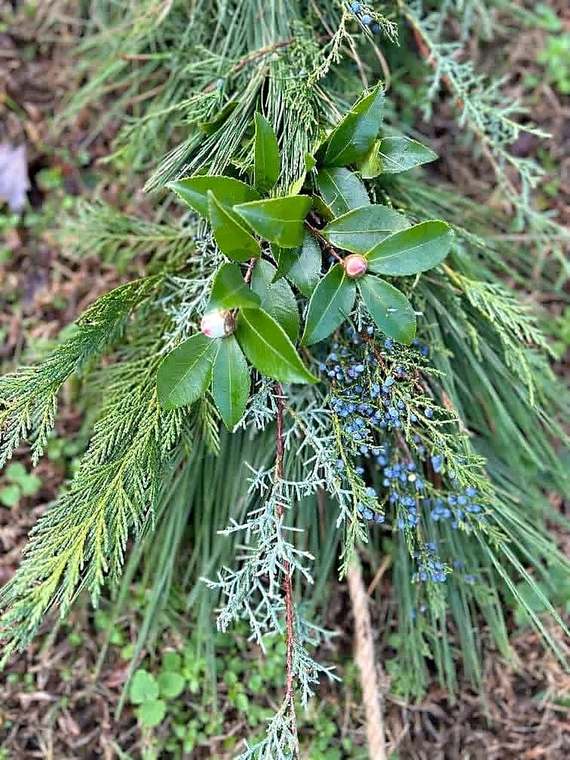 Fresh evergreen garland of pine, cedar and juniper with camellia leaves and buds