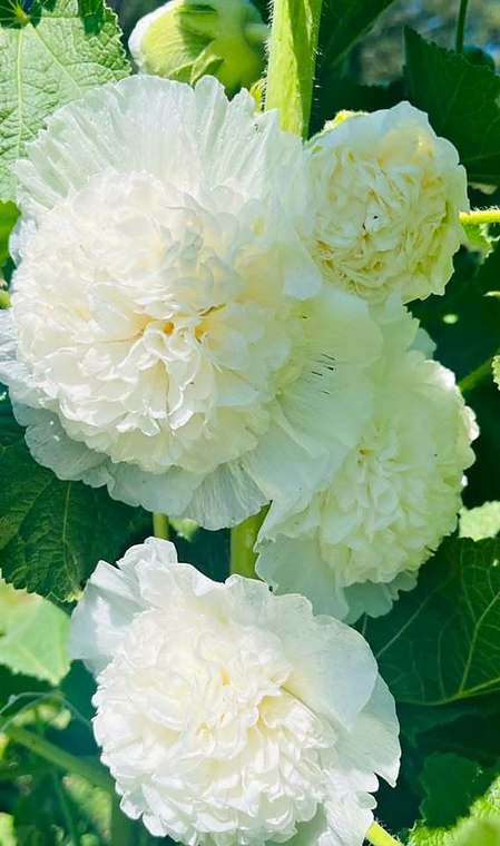 Hollyhocks from our garden