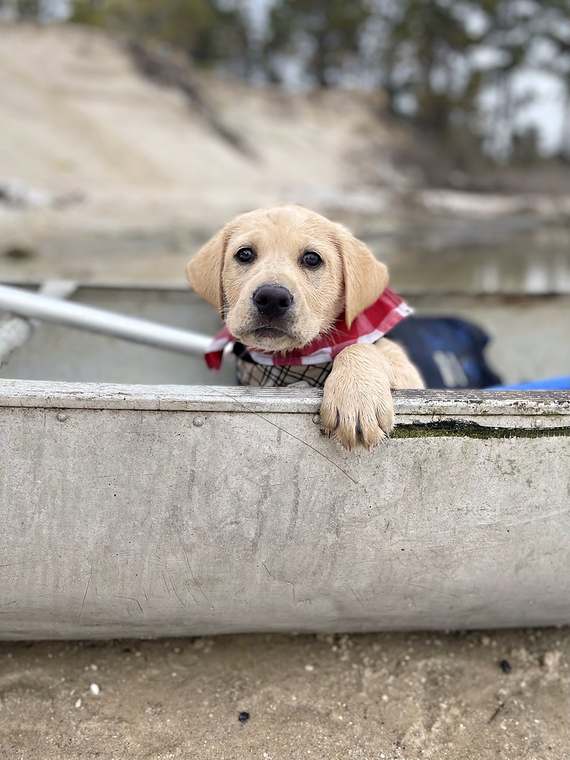 Ivan as a puppy in a canoe, wearing a red gingham bandana