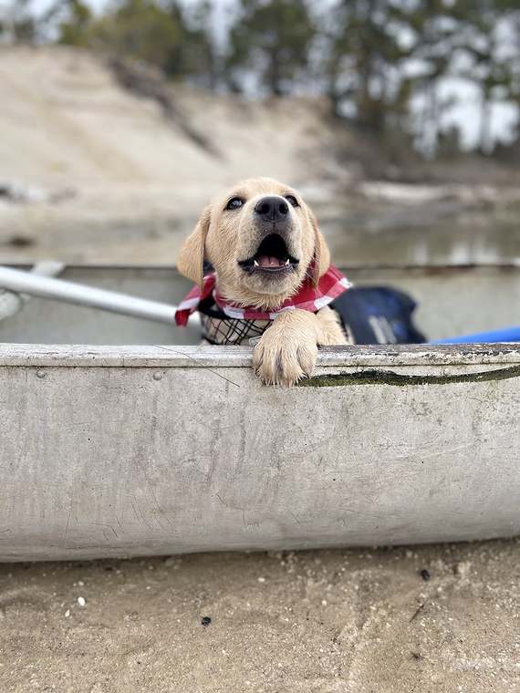 Ivan the yellow Lab puppy, the shop mascot, smiling from a canoe in a red gingham bandana
