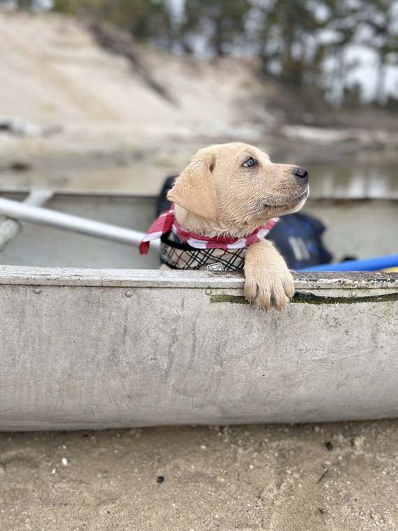 Ivan the yellow Lab puppy looking out from a canoe