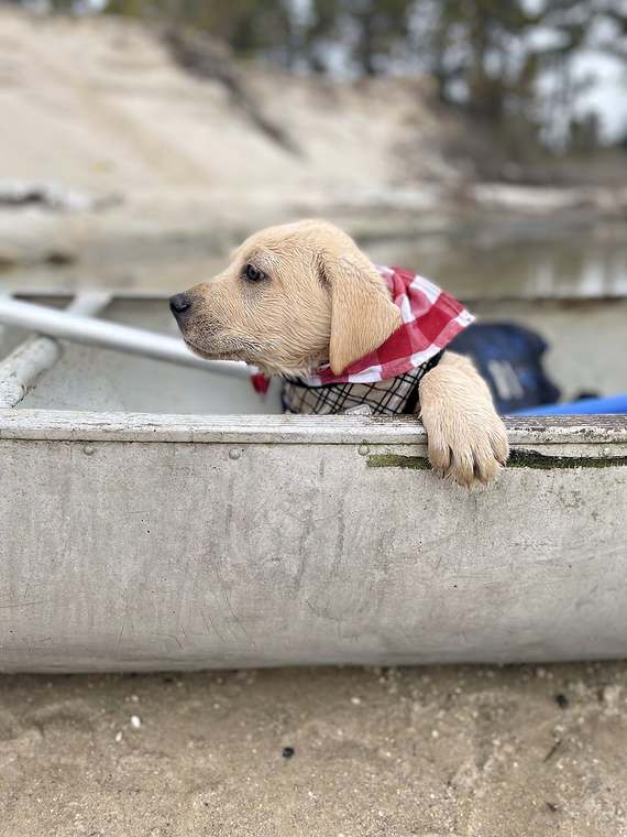 Ivan as a puppy looking out from a canoe