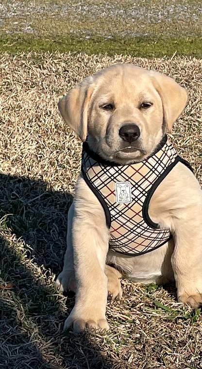Ivan as a puppy sitting on the grass in a plaid harness