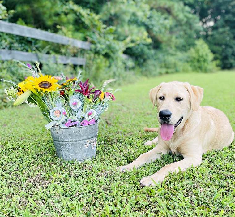 Ivan the yellow Lab resting in the grass beside a bucket of sunflower bouquets