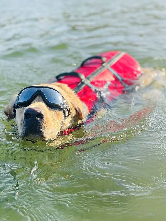 Ivan, the Georgetown Farm Flowers mascot, swimming in his red life vest