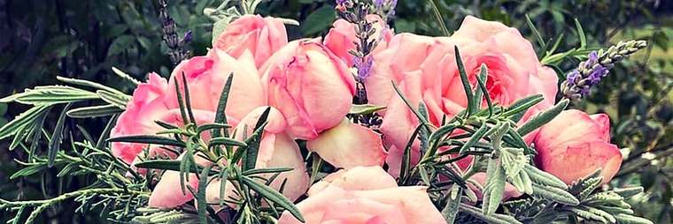 Pink garden roses with rosemary and lavender